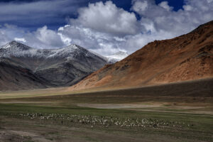 Pasture